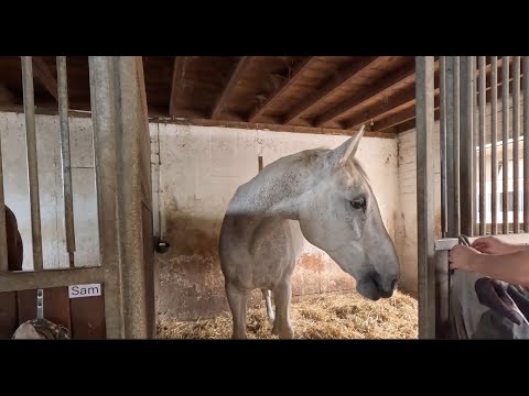 Видео: В гостях у лошадки Ланчано  #лошади #лошадки #моялошадь
