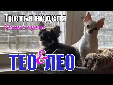 Видео: ТЕО и ЛЕО. Третья неделя в нашем доме