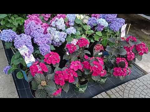 Видео: Сенсационно красивые новые сорта гортензий 2024. ПОЕХАЛИ В "ВАШ САД"!