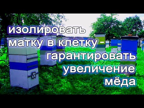 Видео: Важный этап в формировании семей медовиков, гарантирующий до 100кг  мёда с семьи