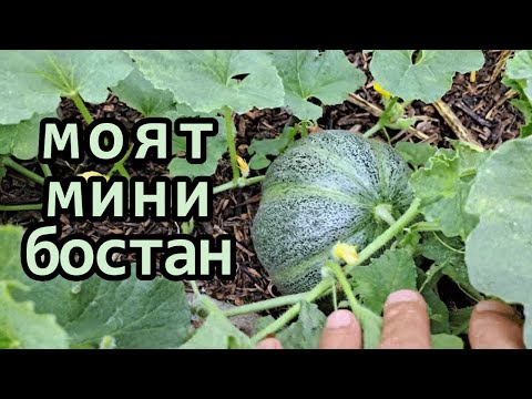 Видео: Без копане - Състояние на пъпешите и дините в лехите ми от дървен чипс