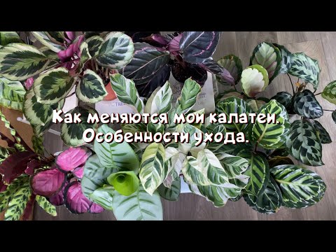 Видео: Как меняются мои калатеи. Особенности ухода за ними.