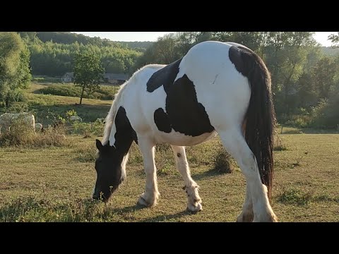 Видео: 🔊ВДАЛА ПОКУПКА У ВАШКІВЦЯХ !!! ДІВЧАТА ЇДУТЬ У КАРПАТИ🚚🐎