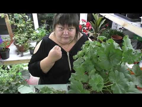 Видео: пеларгония в октябре. что делаю. часть2