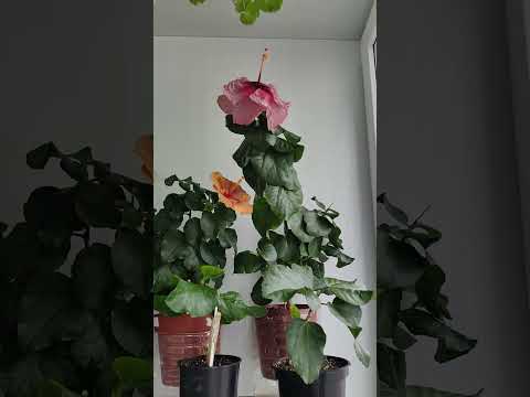 Видео: Сюрприз на балконе!? 🤔🌺🌿☘️🌺#комнатныерастения #гибискус #гибискусцветение #растения