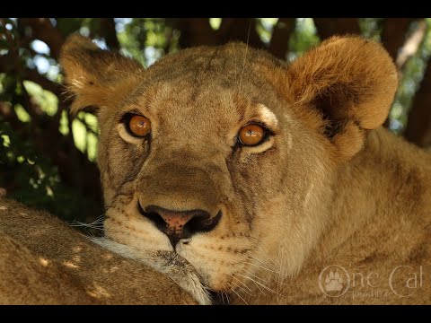 Видео: История одного льва - Триша