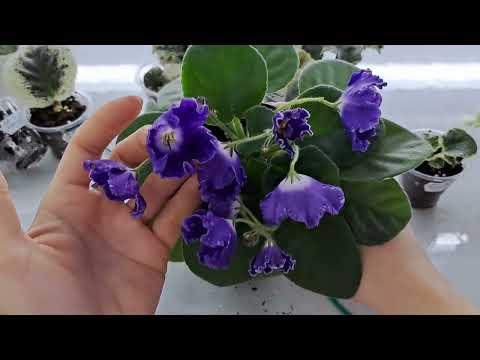 Видео: Фиалка от листа до цветущей, все этапы пересадки и роста.