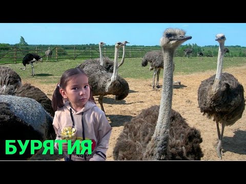 Видео: УКУСИЛ страус! Страусиная ферма в Бурятии!