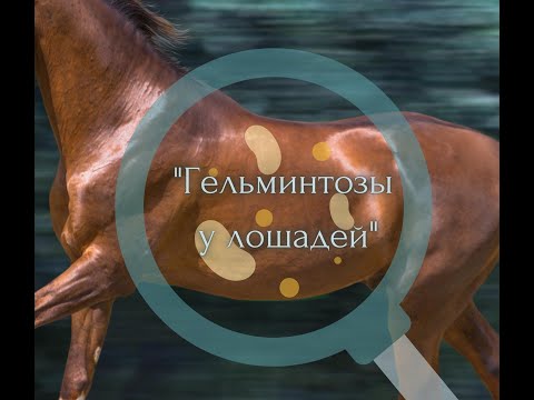 Видео: Гельминтозы лошадей