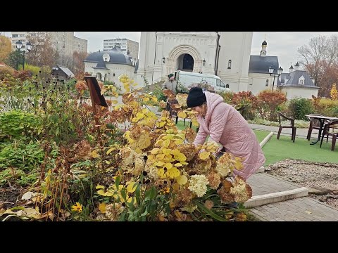 Видео: Как правильно обрЕзать древовидную гортензию "Анабель" для пышного цветения на будущий год?