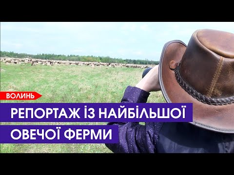Видео: 🐑🐐🐄Лучанин розвів тисячі овець, сотні кіз і корів та ще й коней