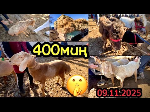 Видео: МАЛ БАЗАР / КАРА-БАЛТА / 09.11.2025