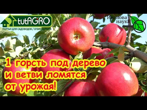 Видео: ЯБЛОНЯ НУЖДАЕТСЯ В НЕМ КАК В ВОЗДУХЕ: сыплю 1 горсть под корень и в новом сезоне полно урожая!