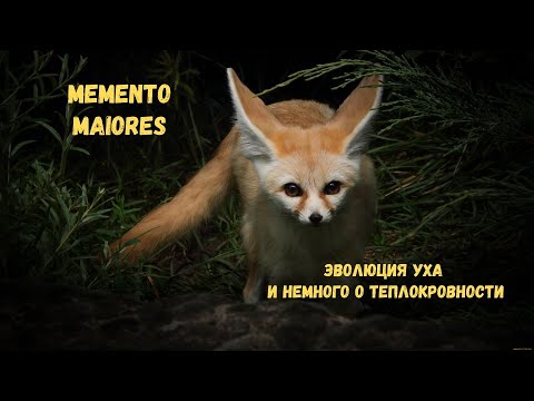 Видео: Эволюция уха и немного о теплокровности. Помни о предках