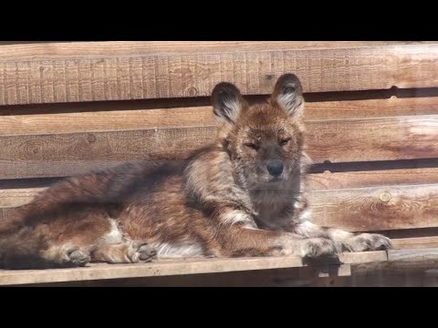 Видео: Пермский зоопарк