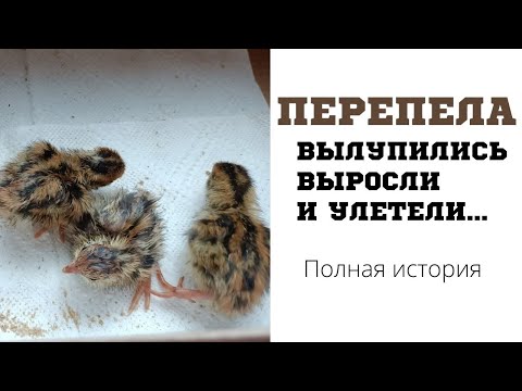 Видео: Полная история перепелят. От вылупления до взросления и полёта.