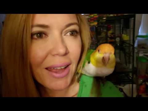 Видео: Вечерняя рутина с моими попугаями | Уход за птицами | Диета
