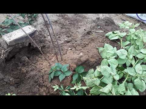 Видео: Как быстро размножить ежевику. Блек джем.