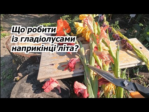 Видео: Зробить це із гладіолусами одразу після цвітіння!