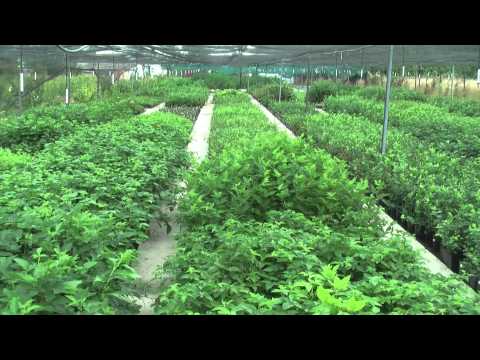 Видео: Батькив сад    Выращивание маточного корня малины М-ла в пенопластовых ящиках  ч 2 + саженцы в