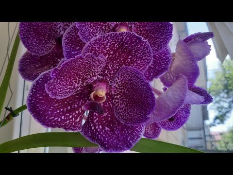 Видео: Орхидеи летом -- обо всём по- немногу.ВАНДА!!!