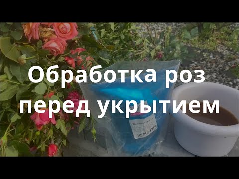 Видео: Обработка роз перед укрытием. Питомник растений Е. Иващенко