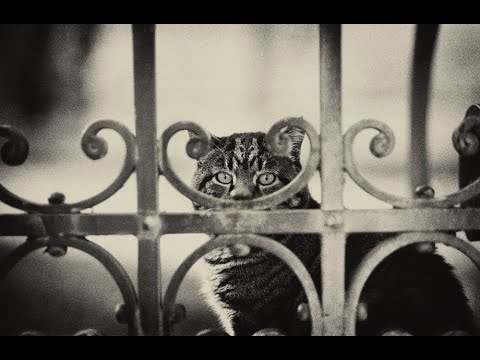 Видео: Ольга Паволга: что такое хорошая фотография? Построение сюжета, композиция, законы цвета.
