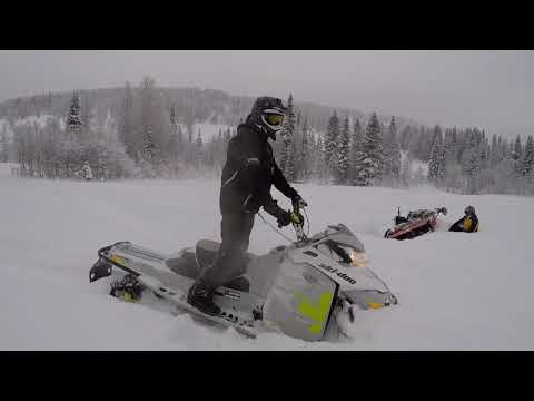 Видео: Бедярыш Метелица 2018