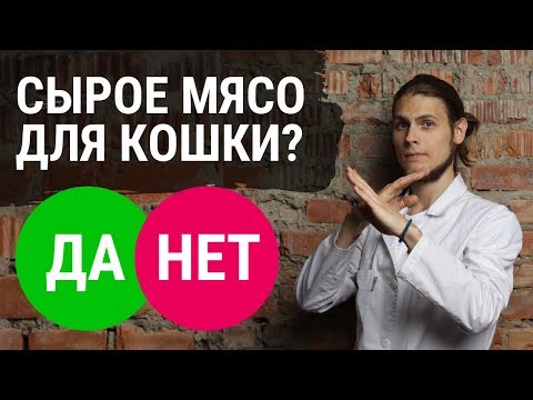 Видео: Можно ли кошке сырое мясо? Ветеринар Дмитрий Русаков раскрывает правду.