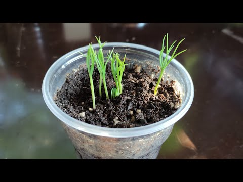 Видео: Вырастить сосну из семечка