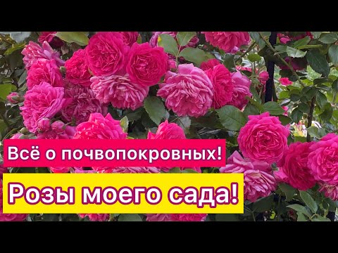 Видео: Все о почвопокровных розах моего сада. Советы по уходу (Урал 2-3 климатическая зона)