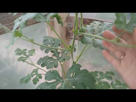 Видео: Формирование арбузов в теплице