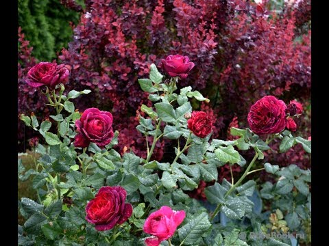 Видео: Лучшее удобрение для роз, гортензий и клематисов!  Удобрение Осмокот РПО 5-6 м