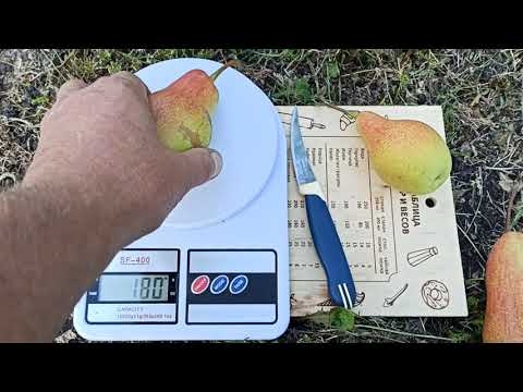 Видео: 11.09.2025г. Груша "Талгарская Красавица".