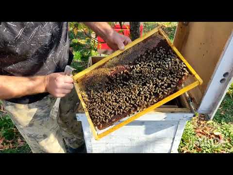 Видео: Изоляция Маток!