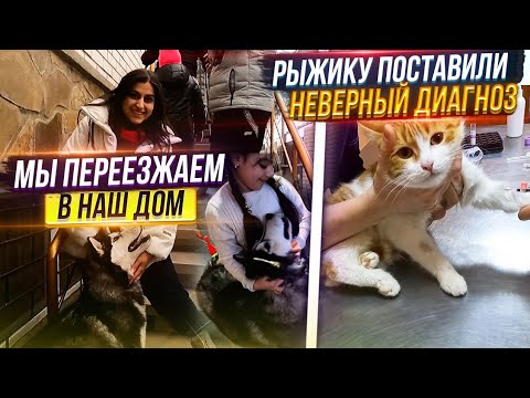 Видео: Нам одобрили ипотеку, мы переезжаем и забираем моих подопечных😻 Меняю доктора рыжику🤦‍♀️