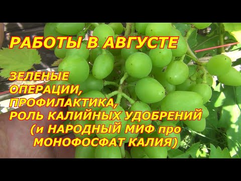 Видео: Важные работы с виноградом в Августе.  Народный миф про монокалийфосфат