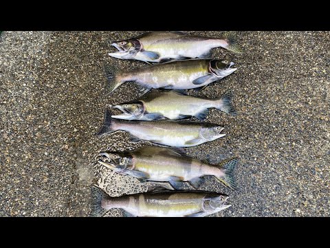 Видео: И снова рыбалка на горбушу ￼