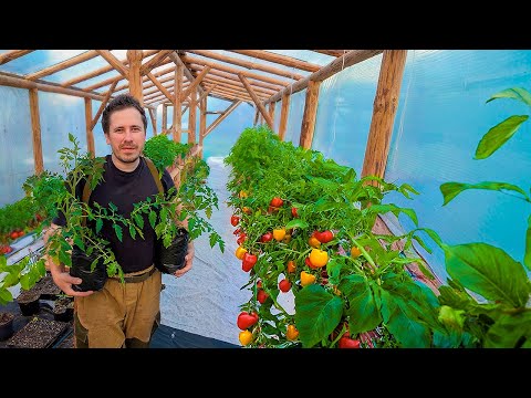 Видео: Теплица полностью оправдала мои ожидания. Делюсь информацией как построить такую же!