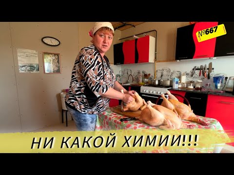Видео: Деревенские бройлеры, практически на одной траве и кабачках. Наши будни в Омской деревне.