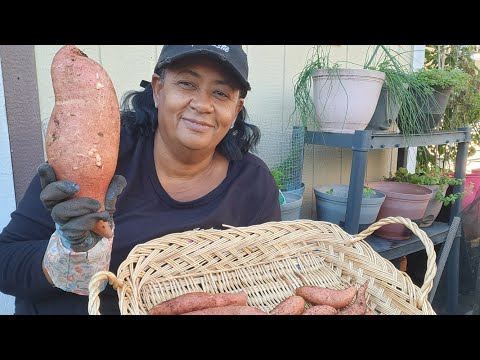 Видео: Сладкий картофель, второй урожай в этом году и высадка оставшихся ростков.