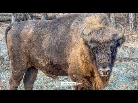 Видео: Да подивееш в Източните Родопи