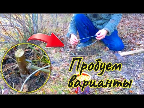 Видео: Установка петель на фазанов