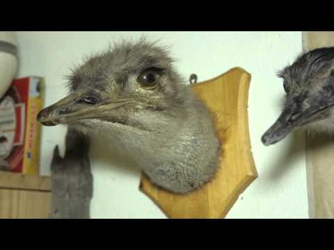 Видео: Ферма за щрауси