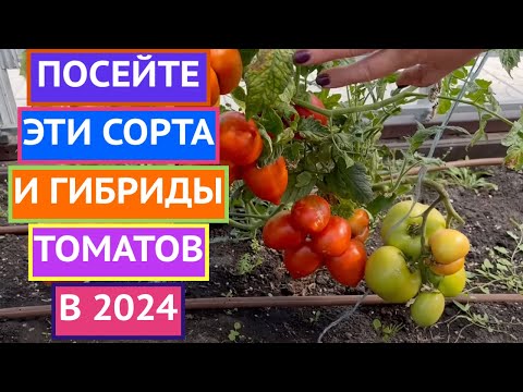 Видео: РЕКОМЕНДУЮ! ЛУЧШИЕ СОРТА/ГИБРИДЫ ТОМАТОВ 2023!