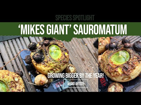 Видео: ГИГАНТ САУРОМАТУМА МАЙКСА! Пора выкопать и посмотреть, насколько большими стали клубни в этом сез...