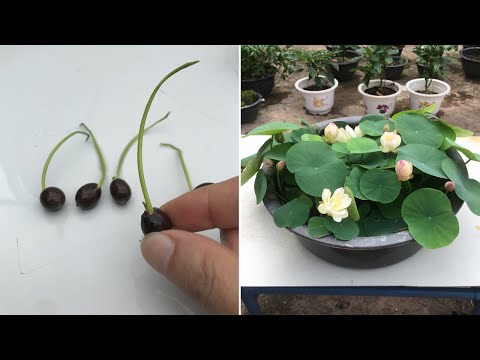 Видео: Как вырастить лотос из семян для начинающих в подробностях