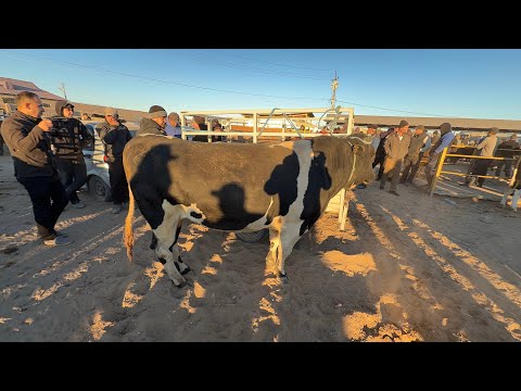 Видео: 5 октября 2025 г. ТУРТКУЛЬ МОЛ БОЗОР НАРХЛАРИ 