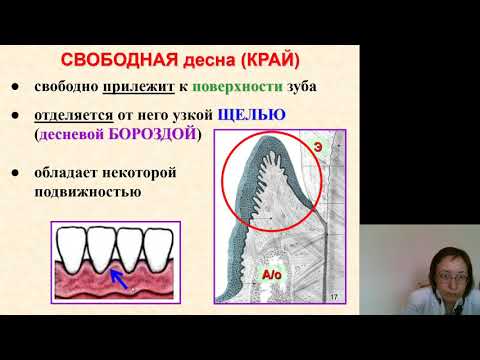 Видео: Гистология 1.Пародонт