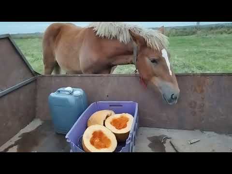 Видео: ЛОШАДИ🐎У ЛОШАДЕЙ ПЕРЕКУС, А СОБИРАЮ ШАМПИНЬОНЫ🍄